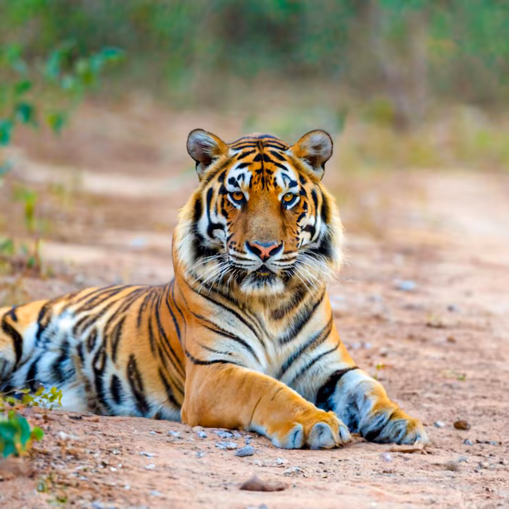 Traumhafte Indien Safari Reise durch Ranthambore und Bandhavgarh