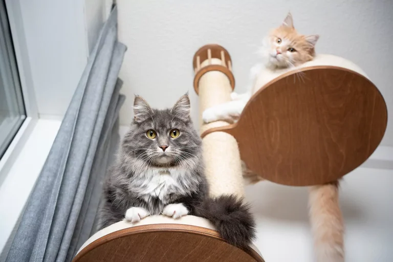 So finden Sie den passenden Kratzbaum große Katzen für Ihr Tier