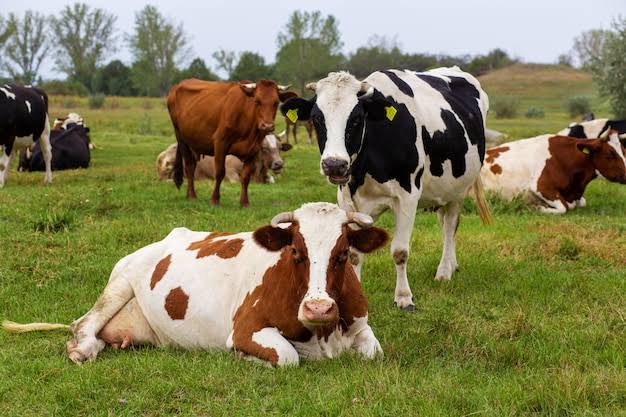 Weidefleisch Vorteile für Geschmack Gesundheit und Nachhaltigkeit